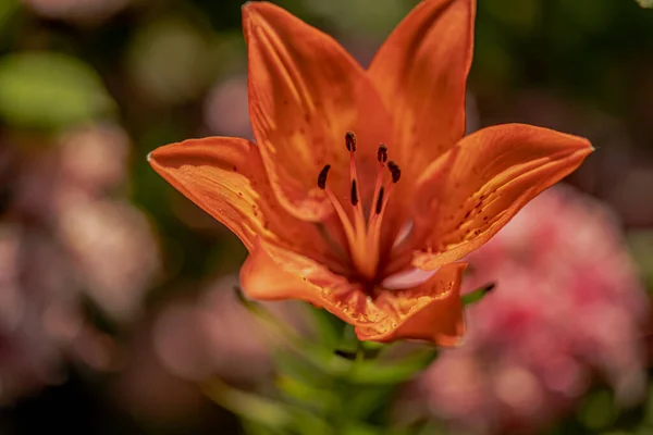 Flores Jardim Macrofotografia Com Efeito Bokeh — Fotografia de Stock