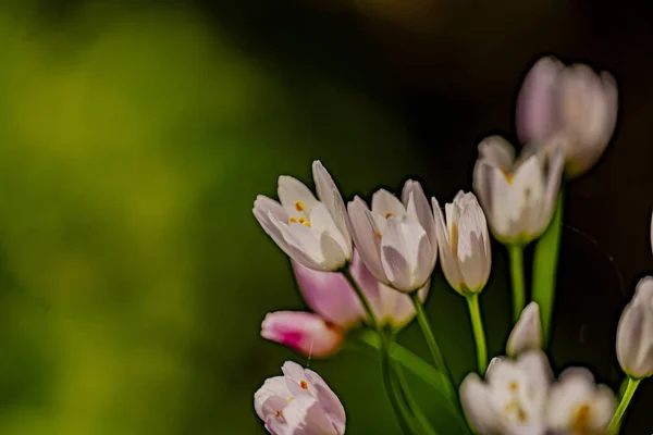 Fleurs Jardin Macro Photographie Avec Effet Bokeh — Photo