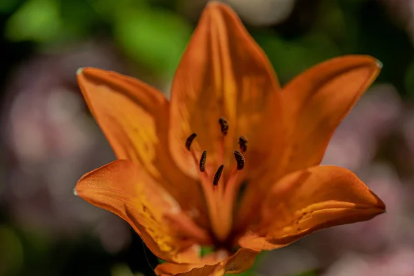 ボケ効果のあるマクロ写真の庭の花 — ストック写真