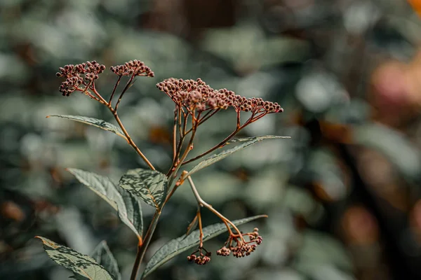 Flores Jardín Macrofotografía Con Efecto Bokeh — Foto de Stock