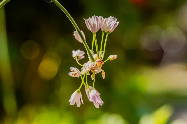 Gartenblumen Der Makrofotografie Mit Bokeh Effekt — Stockfoto