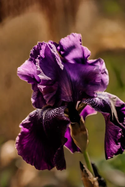 Садові Квіти Макрофотографії Ефектом Боке — стокове фото