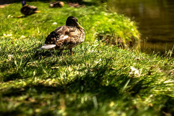 阳光灿烂的一天 鸭子在湖边 — 图库照片