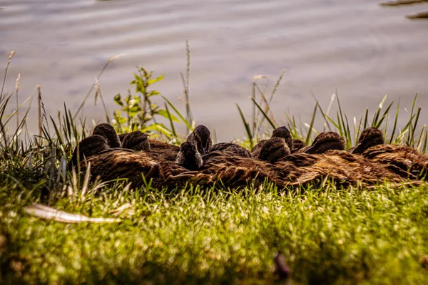 Enten See Einem Sonnigen Sommertag — Stockfoto