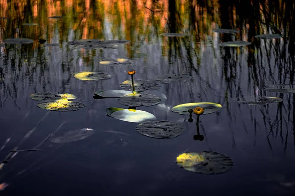 View Flowers Water Nuphar Lutea — Stock Photo, Image