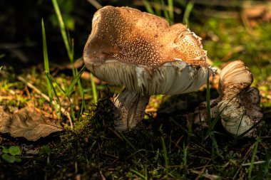 Makro ve bokeh fotoğraflarında mantarlar.