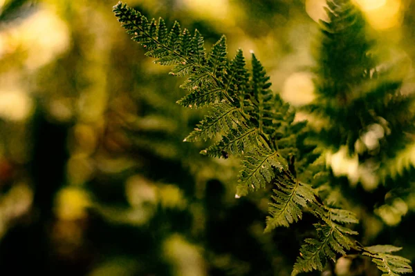 stock image Green ferns in macro and bokeh photography.