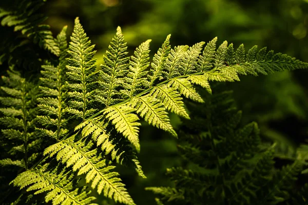 Makro ve bokeh fotoğraflarında yeşil eğrelti otları.