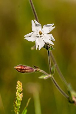 Makro fotoğrafçılıkta çiçekler ve bokeh etkisi 