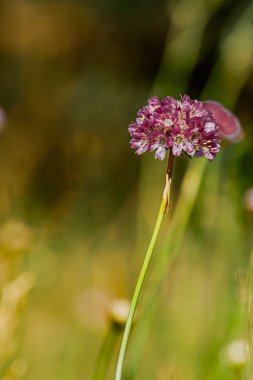 Makro fotoğrafçılıkta çiçekler ve bokeh etkisi 