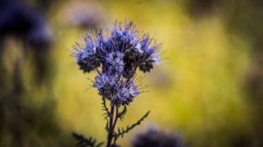Makro fotoğrafçılıkta çiçekler ve bokeh etkisi 