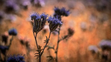 Makro fotoğrafçılıkta çiçekler ve bokeh etkisi 