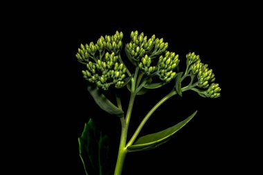 Siyah arkaplanlı makro fotoğrafçılıkta çiçekler.