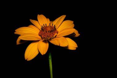 Siyah arkaplanlı makro fotoğrafçılıkta çiçekler.