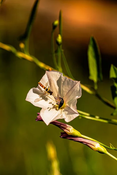 Makro fotoğrafçılıkta çiçekler ve bokeh etkisi 
