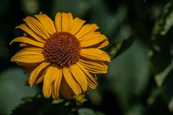Bunga Dalam Fotografi Makro Dan Dengan Efek Bokeh — Stok Foto