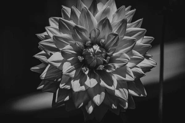 Makro fotoğrafçılıkta çiçekler ve bokeh etkisi 