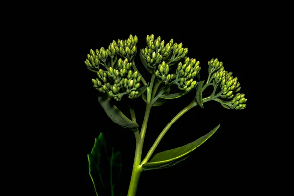 Virágok Makro Fotózás Fekete Háttér — Stock Fotó