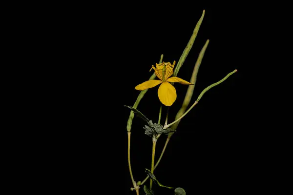 Virágok Makro Fotózás Fekete Háttér — Stock Fotó