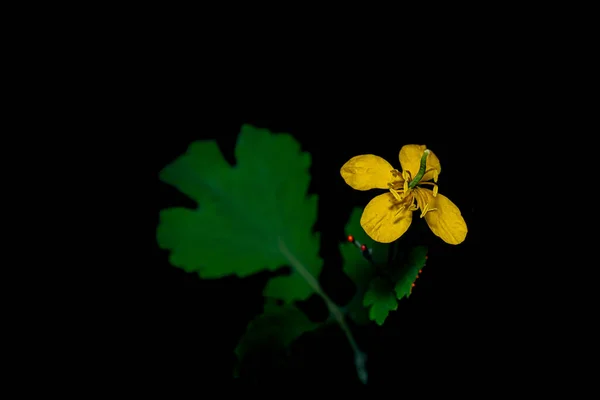 Blumen Der Makrofotografie Mit Schwarzem Hintergrund — Stockfoto
