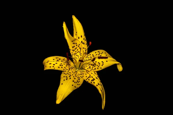 ブラックバックのマクロ写真の花 — ストック写真