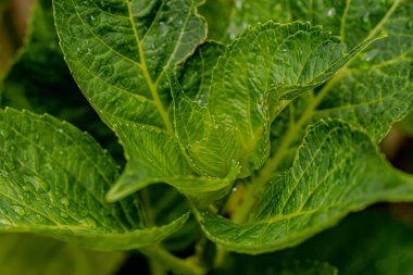 Makro fotoğrafçılıkta yaprakların üzerine su damlıyor. .