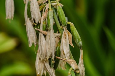 Bahçedeki çiçekler yağmurdan sonra makro fotoğrafçılıkta.