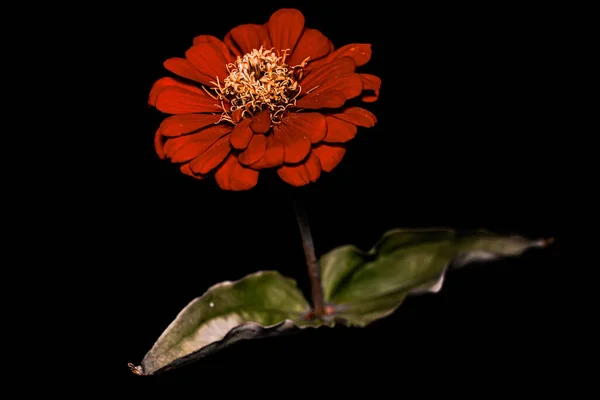 Virág Makro Fotózás Fekete Háttér — Stock Fotó
