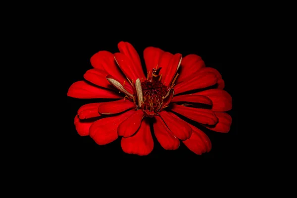 Fleur Macro Photographie Avec Fond Noir — Photo