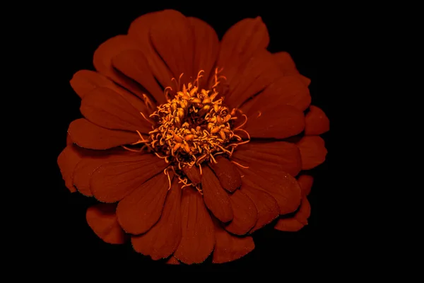 Virág Makro Fotózás Fekete Háttér — Stock Fotó