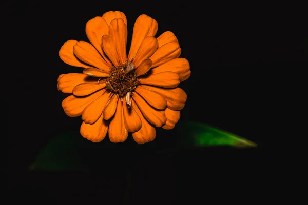 黑色背景宏观摄影中的花朵 — 图库照片