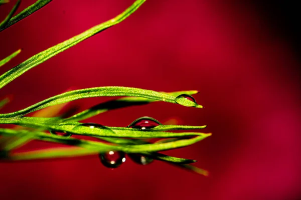 Капли Воды Зеленые Растения Макрофотографии Эффектом Боке — стоковое фото