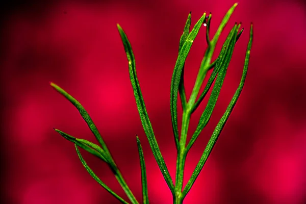 Капли Воды Зеленые Растения Макрофотографии Эффектом Боке — стоковое фото