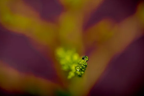 Wassertropfen Auf Grünen Pflanzen Der Makrofotografie Mit Bokeh Effekt — Stockfoto