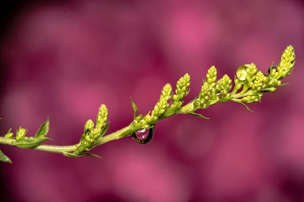 Kapky Vody Zelené Rostliny Makrofotografii Efektem Bokeh — Stock fotografie