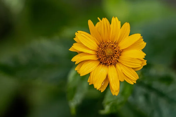 Bahçedeki çiçekler yağmurdan sonra makro fotoğrafçılıkta.