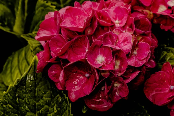 Цветы Саду Макрофотографии После Дождя — стоковое фото