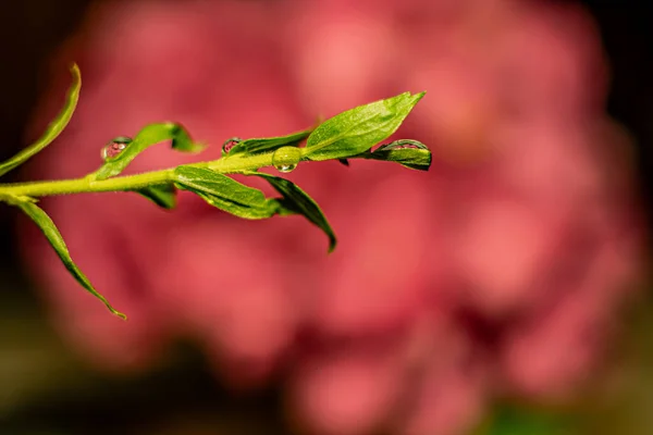 Makro fotoğrafçılıktaki yeşil bitkilere bokeh etkisi olan su damlaları.