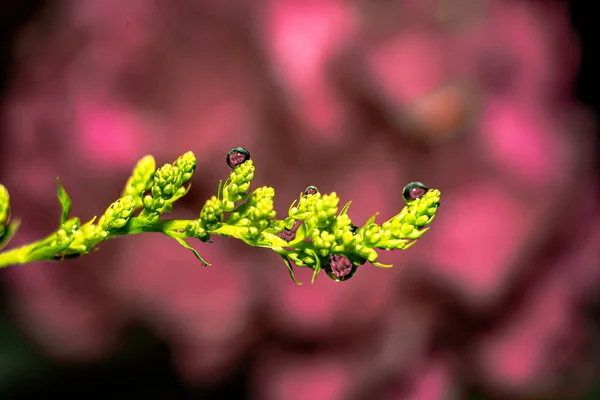 Kapky Vody Zelené Rostliny Makrofotografii Efektem Bokeh — Stock fotografie