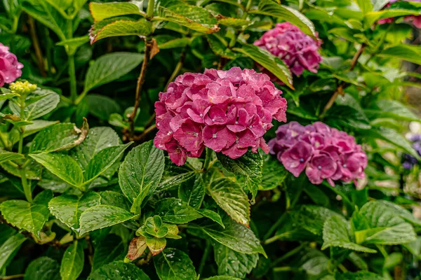 Bahçedeki çiçekler yağmurdan sonra makro fotoğrafçılıkta.