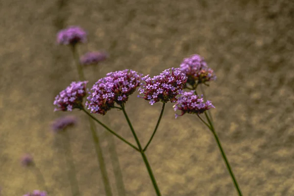 Blumen Garten Der Makrofotografie Nach Dem Regen — Stockfoto