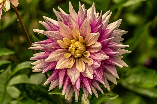 Λουλούδια Στον Κήπο Στη Μακροφωτογραφία Μετά Βροχή — Φωτογραφία Αρχείου