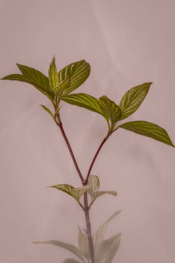 Hafif arka planda yeşil yapraklı bitkilerin dalları.