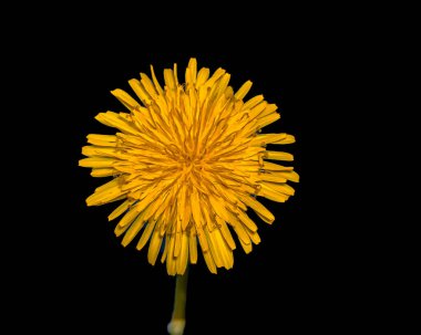 Siyah arkaplanlı makro fotoğrafçılık üzerine çiçekler.
