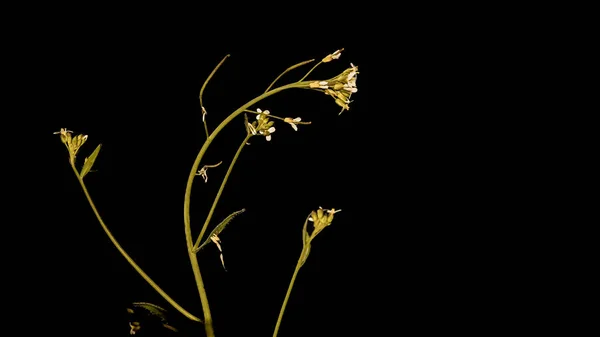 Цветы Макрофотографии Черным Фоном — стоковое фото