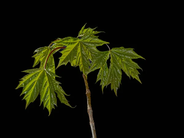Makro Fotoğrafçılıkta Siyah Arkaplanda Yeşil Yapraklar — Stok fotoğraf