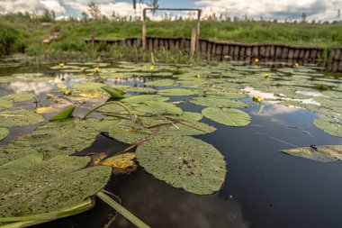 Podlasie 'de deniz manzarası Yazın güneşli bir günde.