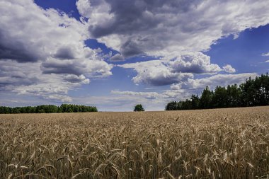 Podlasie 'nin manzarası Yazın güneşli bir günde.