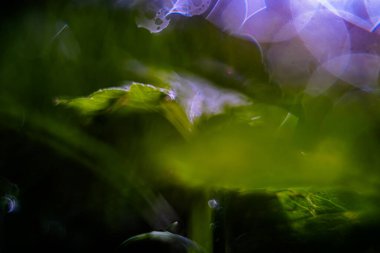 Çimenlerdeki sabah çiğ tanelerinin doğal ve renkli arkaplanı. Bokeh efektli soyut makro görüntü..