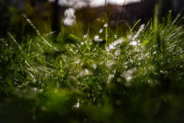 Çimenlerdeki sabah çiğ tanelerinin doğal ve renkli arkaplanı. Bokeh efektli soyut makro görüntü..